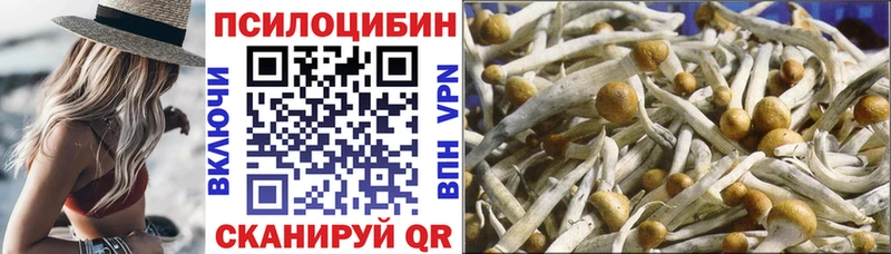 как найти   Махачкала  Псилоцибиновые грибы Cubensis 